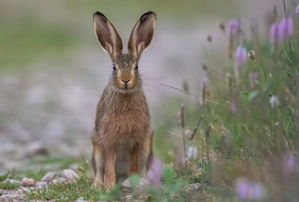 Hare Krišna Sekta