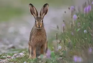 Hare Krišna Sekta
